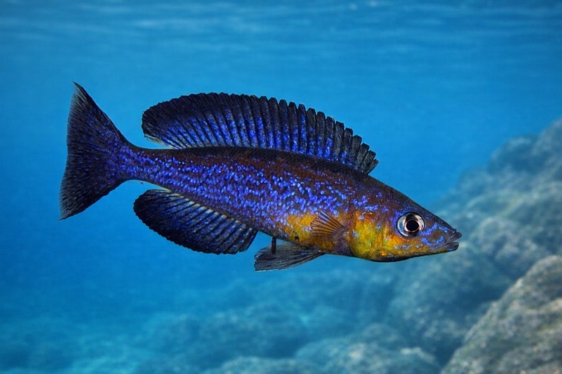Cyprichromis microlepidotus 'Cape Caramba'